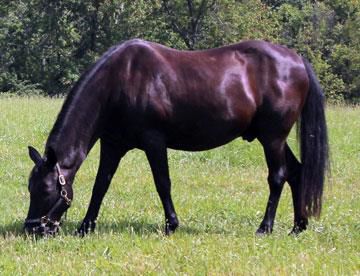 Black Jack.jpg